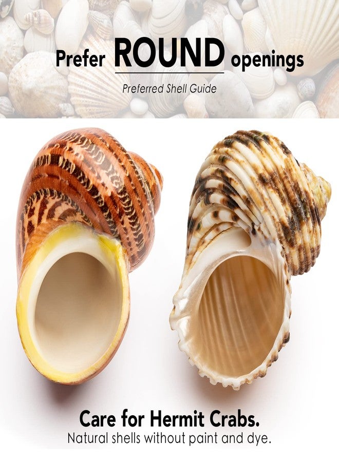 VOBRAMY Natural Hermit Crab Shells 4PCS (2 Types) | Opening Size Approximately 1", Seashell Size: 2"-3" | Good for Medium to Large Crabs | Hermit Crab Tank for Décor | No Paint or Dye - Image 4